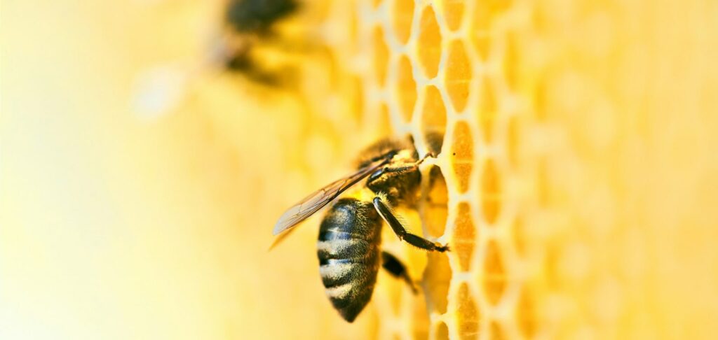 пчелиный улей