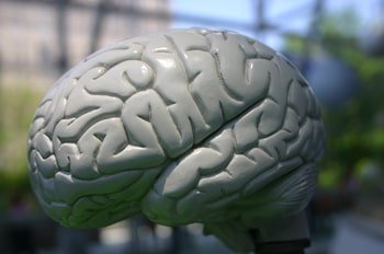 Мозг и память
