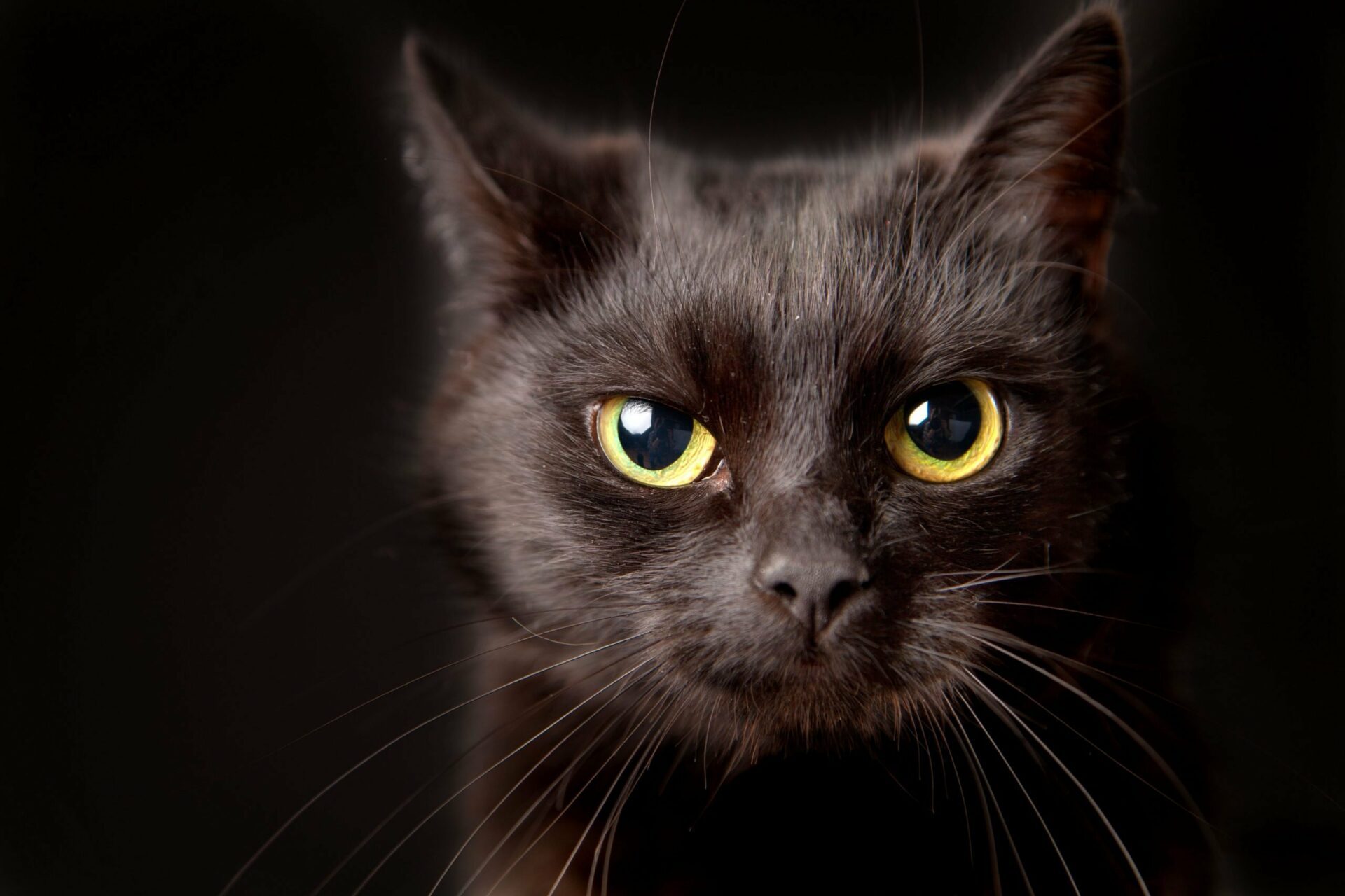 Черный кот с большими зрачками