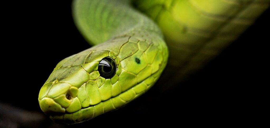 Chinese coronavirus: people probably got infected from snakes