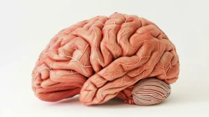 The human brain