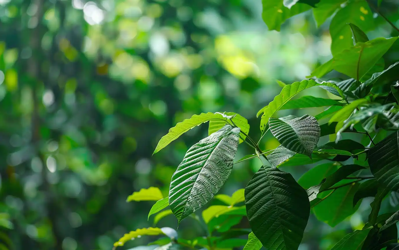 Кратом із зеленого листя дерева Mitragyna speciosa