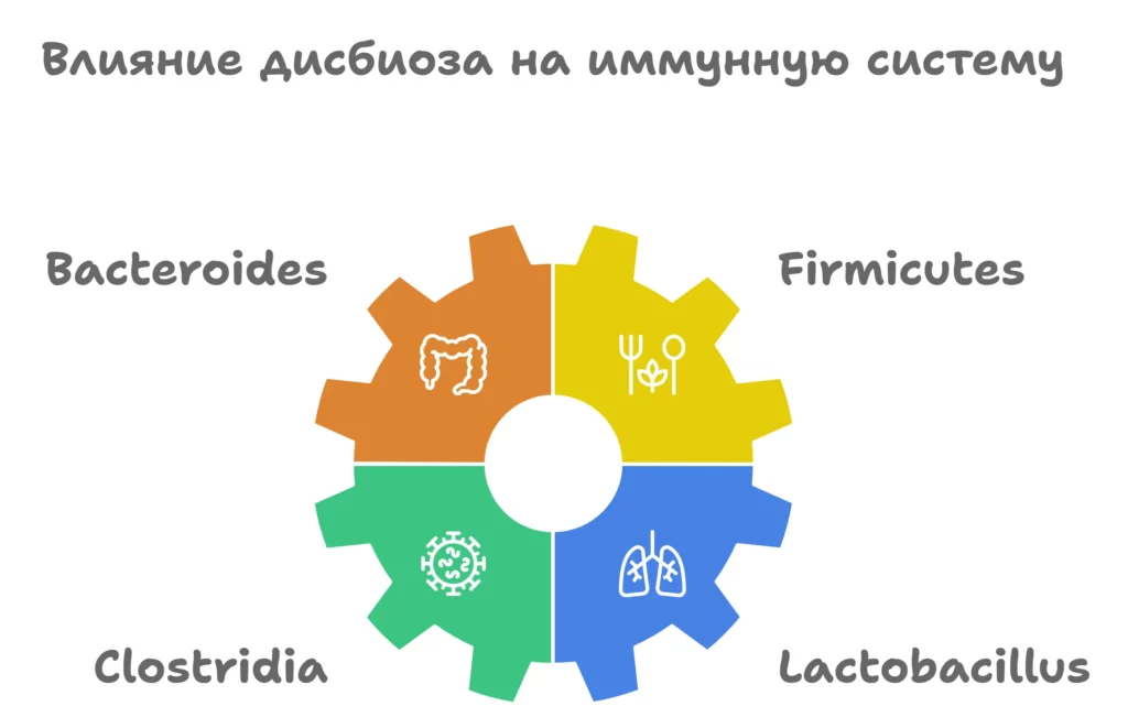 Схема влияния дисбиоза на иммунную систему 