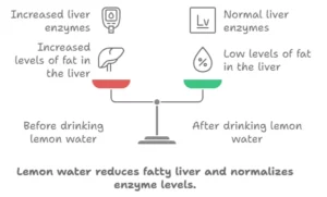 Lemon water reduces fatty liver degeneration