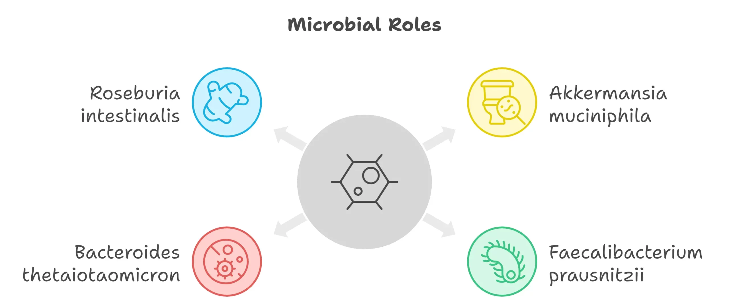 Schematic of the role of microbiota in metabolism