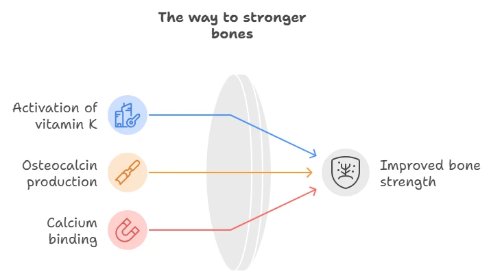 A roadmap to strong bones