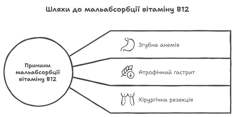 Шляхи до малабсорбції вітаміну B12