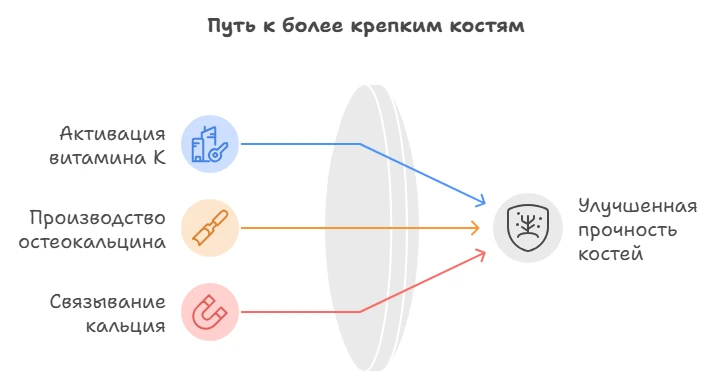 Схема пути к более крепким костям