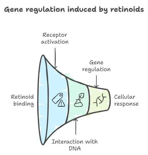 Retinoid-induced gene regulation circuit