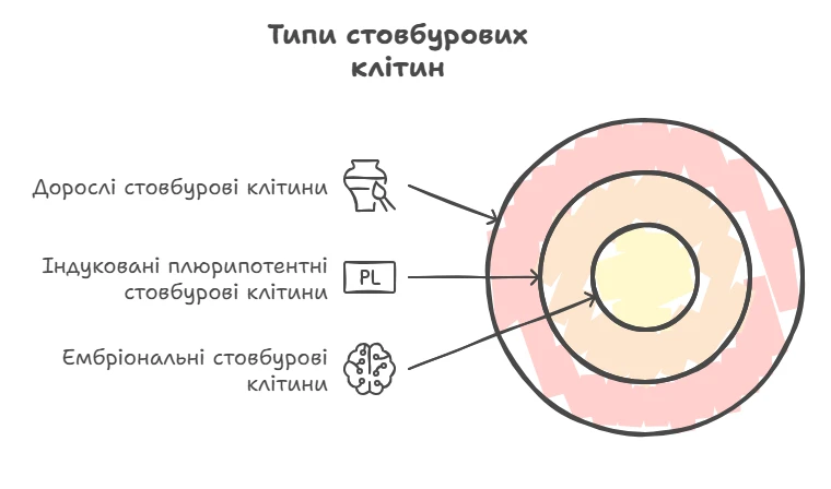 Типи стовбурових клітин