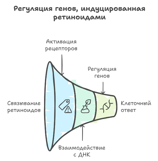 Схема регуляции генов, индуцированная ретиноидами