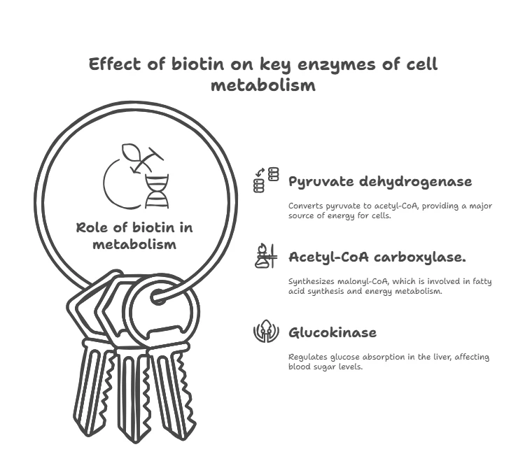 Effect of biotin on key enzymes of cell metabolism