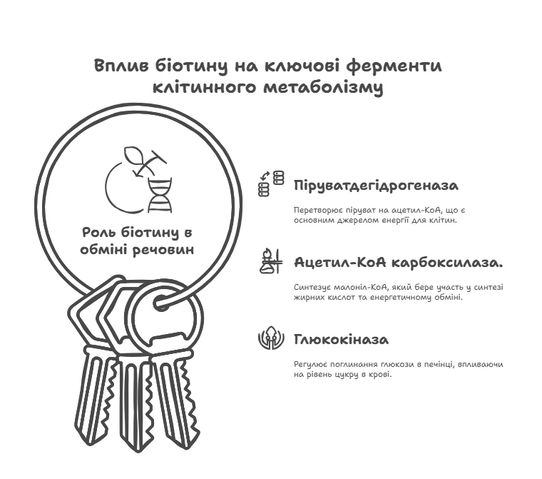 Вплив біотину на ключові ферменти метаболізму клітин