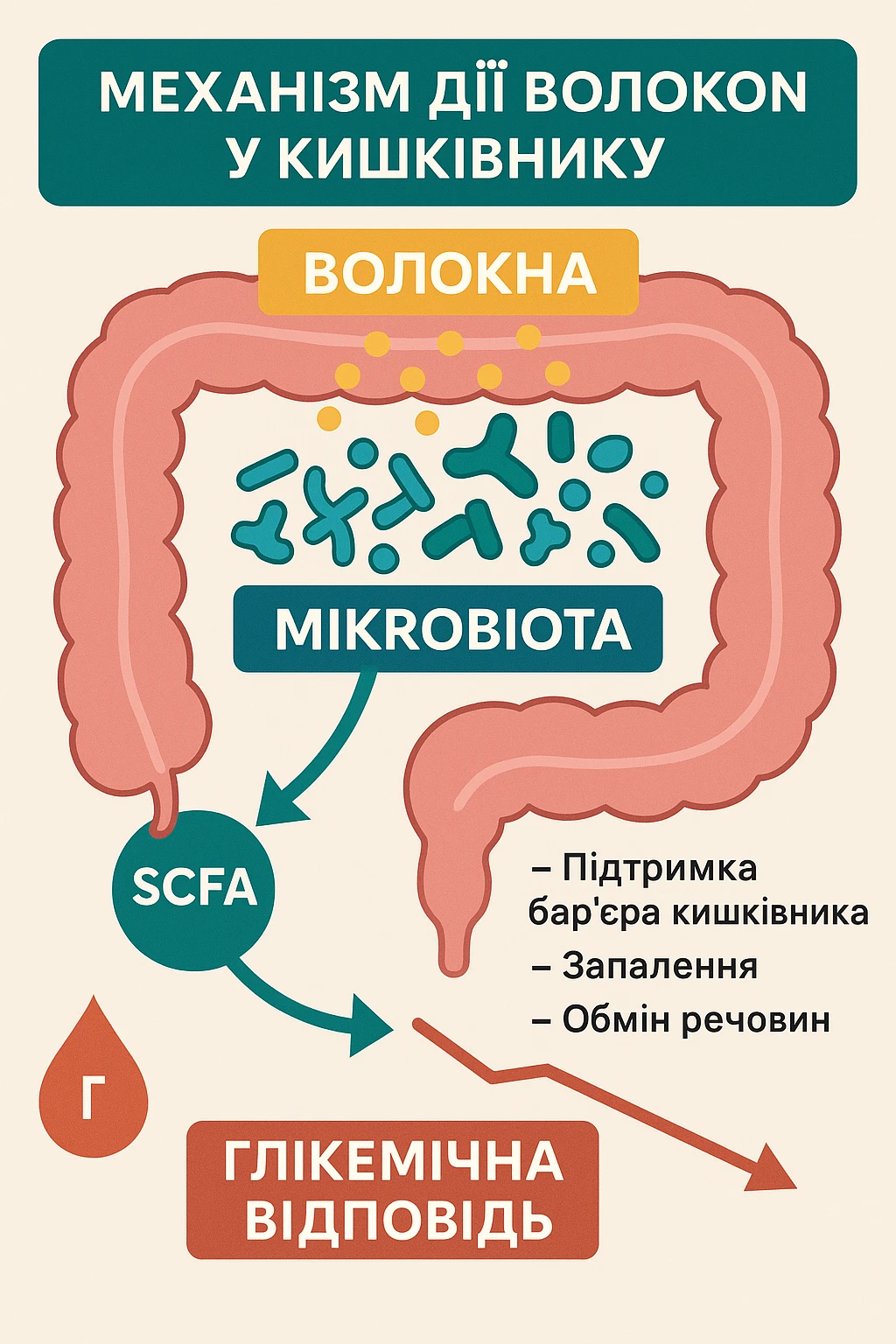 Механізм дії волокон у кишечнику